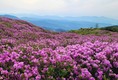 '진분홍빛 철쭉 향연'…합천 황매산철쭉제 내달 1~10일 개최