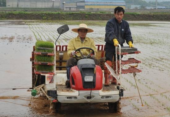 문연호 김포시 부시장이 대곶면 공동운영답 모내기 작업을 하고 있다.