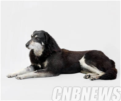 금혜원, 'Still Life Diamond'. 90x108cm, Digital pigment print, 2014.