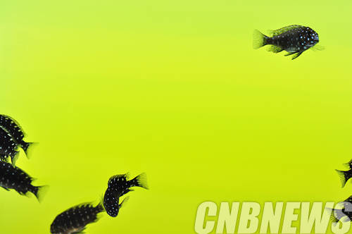 김중일, 'Beauty of the Moment 1459'.