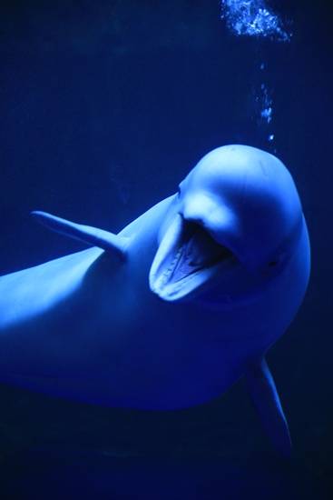 아쿠아플라넷 여수의 '벨루가' 희귀고래 4일부터 상시 공개