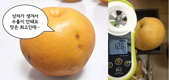 상처는 있지만 당도가 높았던 익산 배. 네이버 산지직송을 통해 1500박스가 판매됐다(사진 제공: 네이버)