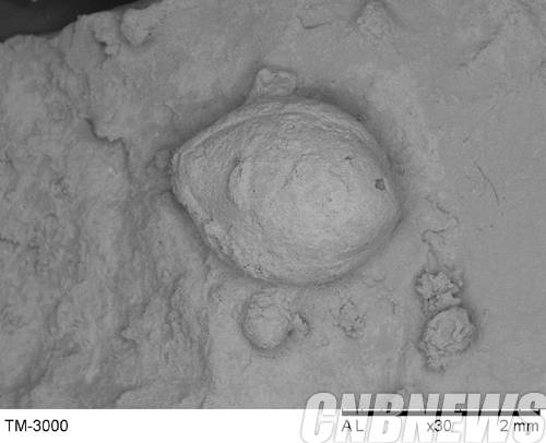 ‘양양 오산리 출토 토기 압흔(壓痕, 눌린 흔적) 조사’에서 출토된 YS 10-2 (x30)'.(사진=문화재청)