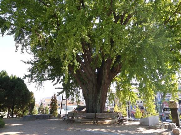 오산시 궐리사에 있는 400년 된 은행나무(사진=오산시 제공)