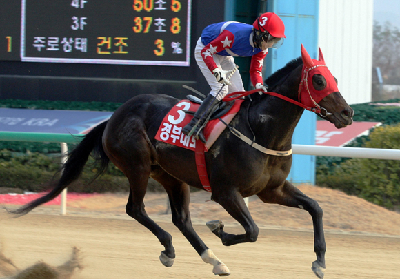 올해 연도대표마·최우수 국내산마 부문에 동시 선정된 ‘경부대로’. (사진제공=렛츠런파크 부경)