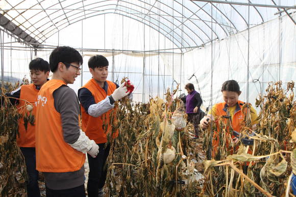 농촌봉사활동에 참가한 ㈜한화 신입사원들이 하우스 청소를 하고 있다(사진 제공: ㈜한화)