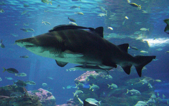 빨판상어가 자신보다 몸집이 큰 상어에게 달라붙어 있는 모습. (사진제공=SEA LIFE 부산아쿠아리움)