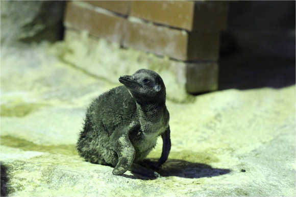 아기 펭귄 ‘새해’ 모습. (사진제공=SEA LIFE 부산아쿠아리움)