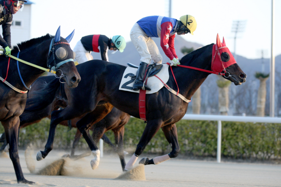 8일 렛츠런파크 부경 제6경주인 산지 통합경주에서 국산마 ‘경부대로’가 결승선을 맨 먼저 통과하고 있다. (사진제공=렛츠런파크 부경)