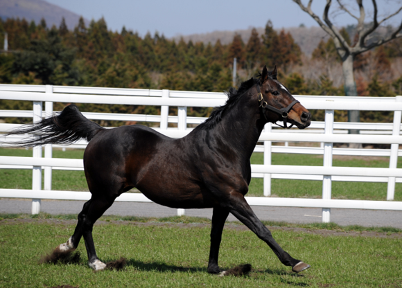 몸값 100억을 자랑하는 인기 씨수말 ‘메니피’.