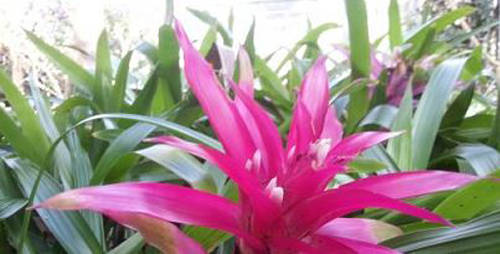 (사진제공=화명수목원)