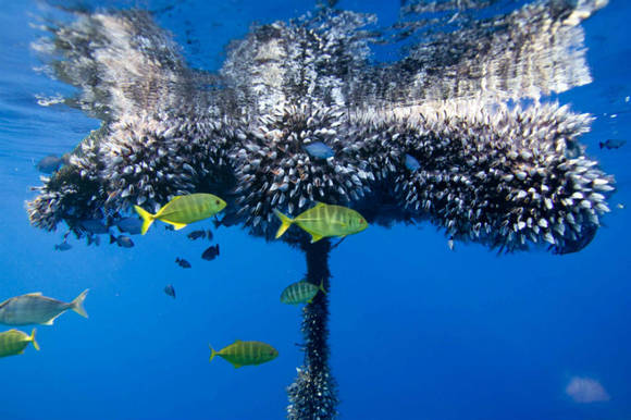 그린피스가 사용금지를 촉구하고 있는 집어장치(사진: 인터넷)