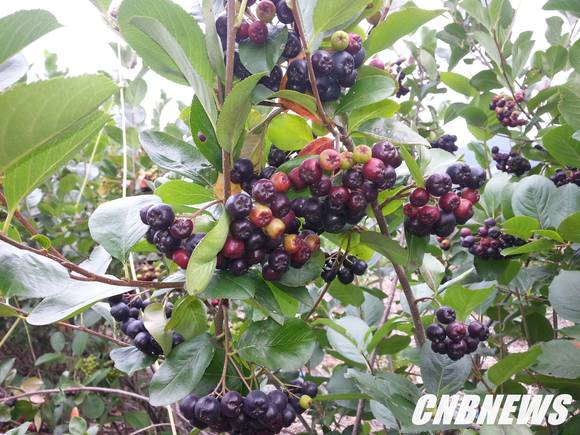 ▲(사진제공=정선군청)