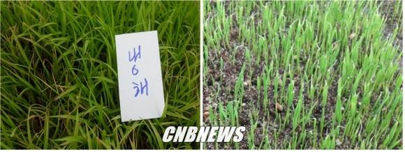 (좌)저온 피해 (우)고온 피해