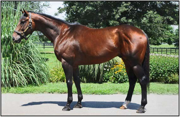 ‘라팔·돌아온현표’ 이복형제를 배출해 최근 몸값이 폭등한 씨수말 ‘컬러즈플라잉’.