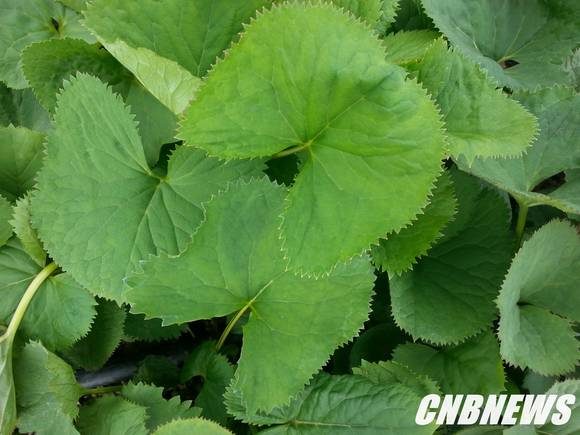 사진제공=인제군