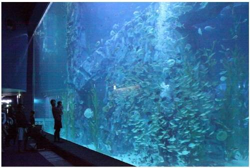아쿠아리움 메인수조. (사진제공=롯데물산)