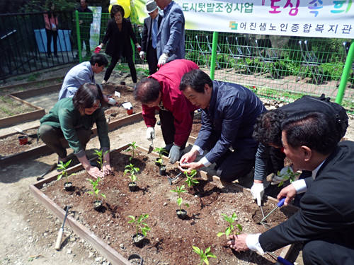 (사진제공=해운대구) 도시텃밭조성사업을 위해 어르신들과 모종을 심고 있다