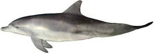 (사진제공=해수부) 남방큰돌고래 모습, 한국에서는 제주 연안에서 생활하고 있다