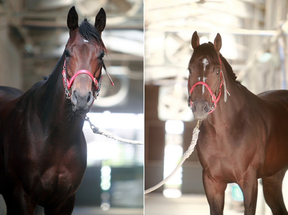 부경 명마 형제 '돌아온현표'와 '라팔'.