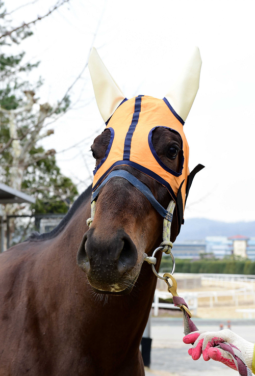 서울 기대주 '대군황'.