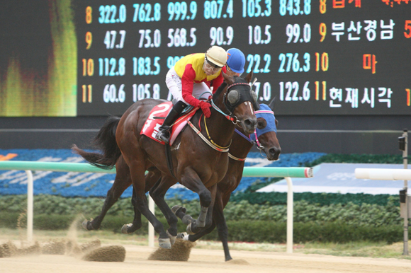 최근 삼관대회의 첫관문인 KRA컵마일에서 우승을 차지한 ‘라팔’. (사진제공=렛츠런파크 부경)
