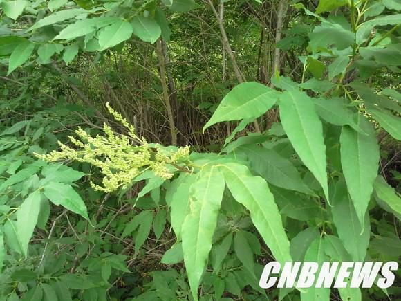 버들개회나무=인제국유림관리소 제공