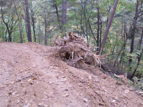 인제국유림관리소 제공