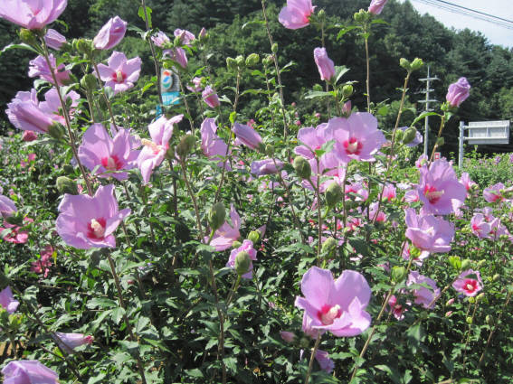 (사진제공=화천군청)