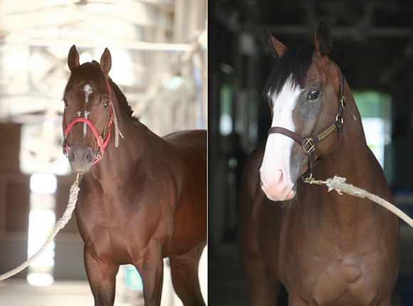 오는 19일 열리는 제15회 농식품부장관배 경주에서 뜨거운 라이벌전이 예상되는 '라팔'과 '영천에이스'. (사진제공=렛츠런파크 부경)