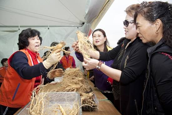 파주개성인삼축제서 6년근 개성인삼을 고르고 있다.(사진= 파주시)