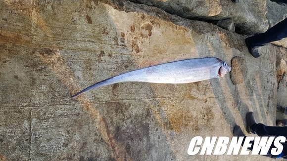 관광객이 잡은 길이 약 2m, 넓이 30㎝가량의 산갈치