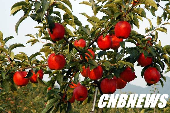 사진제공=양구군청