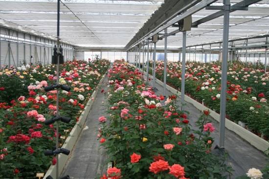 고양시 신품종 장미 화훼단지(사진= 고양시)