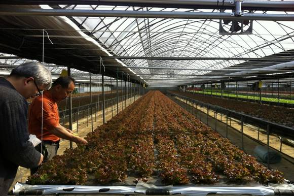 고양시 학교급식 계약재배 상추 농가(사진= 고양시)