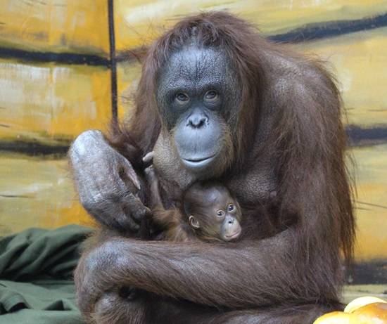 쥬쥬동물원에서 탄생한 보루네오 순종 오랑우탄을 어미인 오랑이가 사랑스럽게 안고 있다.(사진= 쥬쥬동물원)