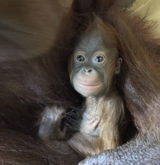 쥬쥬동물원의 보루네오 순종 아기 오랑우탄의 모습(사진= 쥬쥬동물원)