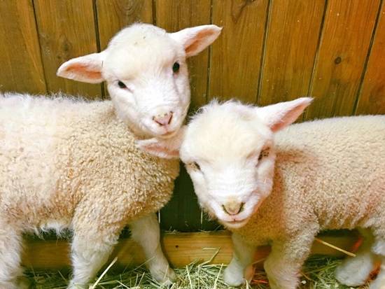 한화아쿠아플라넷 일산의 새 식구가 된 아기양 2마리의 이름을 공모하고 있다.(사진= 한화아쿠아플라넷)