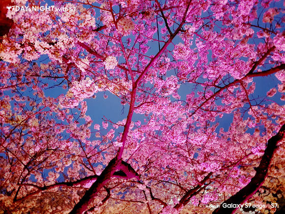 김하린 씨가 서울 윤중로에서 촬영한 ‘벚나무 위에서’. (사진제공=삼성전자)