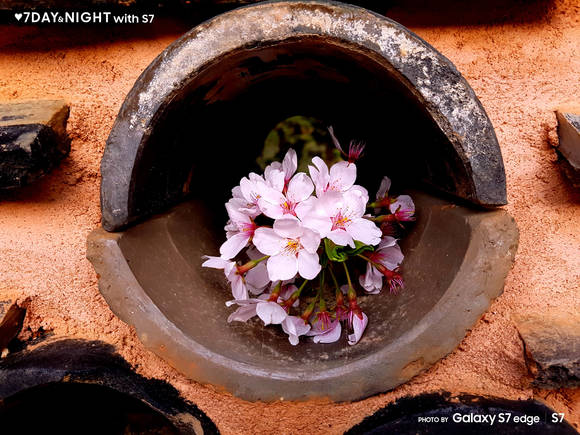 배자은 씨가 부산 범어사에서 촬영한 ‘담벼락 속 벚꽃’. (사진제공=삼성전자)