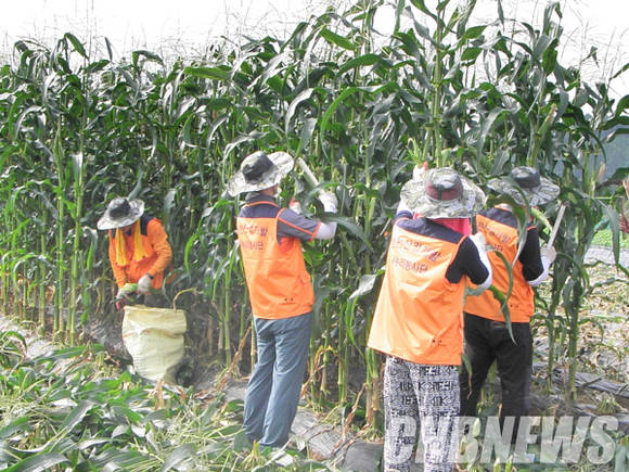 한전산업개발과 통준회는 지난 14일 충북 괴산군 칠성면에서 나눔활동을 펼쳤다. 사진은 봉사단들이 옥수수를 수확하고 있는 모습. (사진=이성호 기자)