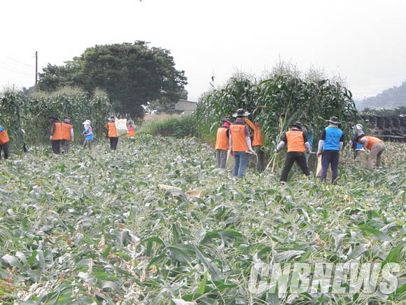 농촌 일손돕기로 옥수수 따는 봉사단. (사진=이성호 기자)